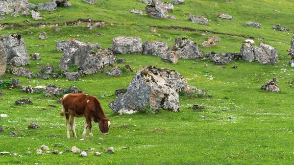 Las Vacas Pastan Prado Verde Alta Montaña —  Fotos de Stock