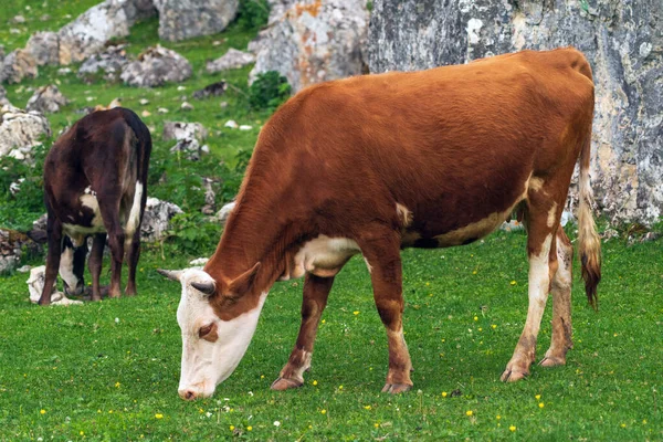 Mucche Pascolano Prato Verde Alta Montagna — Foto Stock