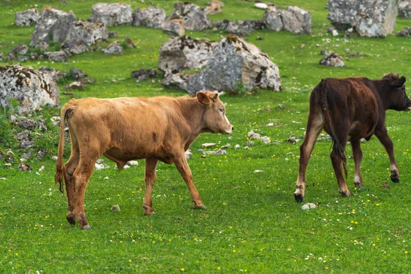 Las Vacas Pastan Prado Verde Alta Montaña —  Fotos de Stock