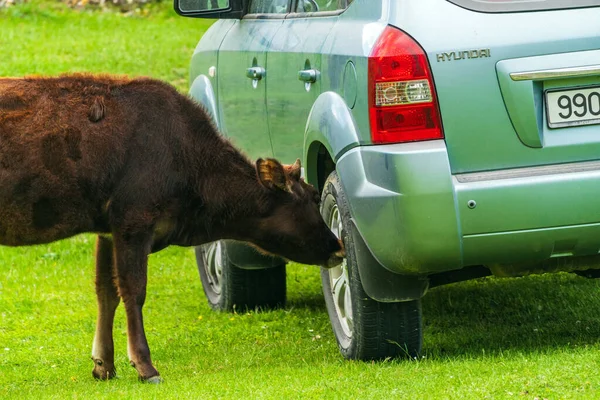 Krowa Liże Koło Samochodu Alpy Europejskie — Zdjęcie stockowe