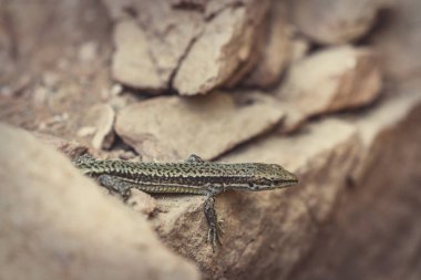 Taş üstünde küçük bir kertenkele