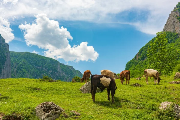 Vacas Pastando Prado Verde Las Tierras Altas —  Fotos de Stock