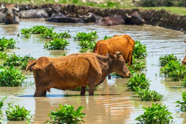 Bir su birikintisinde inekler