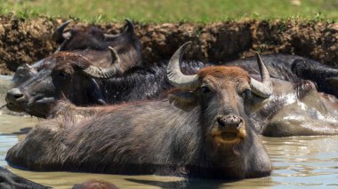 Nehirde yüzen bir bufalo sürüsü