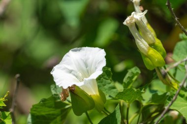 Beyaz yosun çiçeği yaklaş