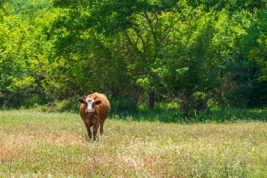 Ormandaki bir açıklıkta inek