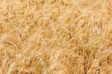 Altın kulaklı buğday tarlası