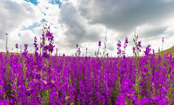 Wilde Paarse Bloemen Het Veld — Stockfoto