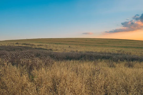 Colorful Sunset Farm Field — Stock Photo, Image