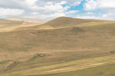 Tepedeki koyun sürüleri