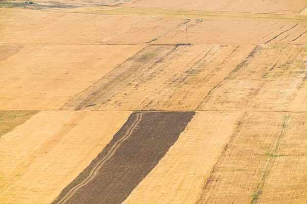 Campi Agricoli Gialli Con Cereali — Foto Stock