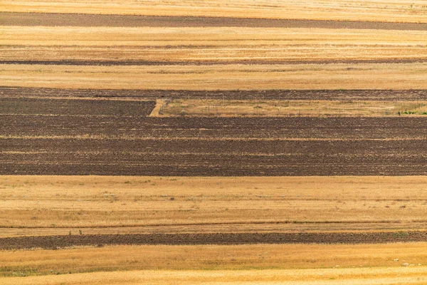 Campos Fazenda Amarelos Com Cereais — Fotografia de Stock