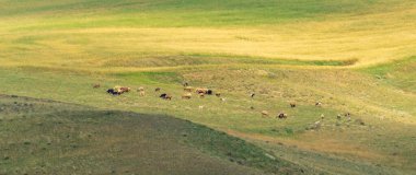 Tepedeki koyun sürüleri