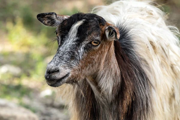 Portret Uroczej Młodej Kozy — Zdjęcie stockowe