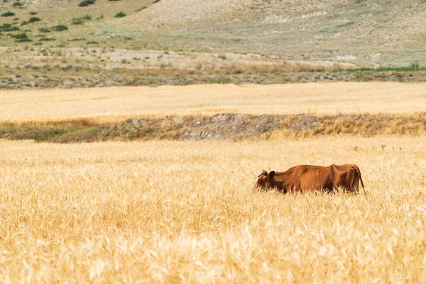 Mucca Singola Nel Campo Grano — Foto Stock