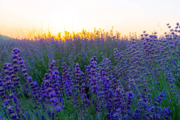 Lavender Fields Sunset Time — Stock Photo, Image