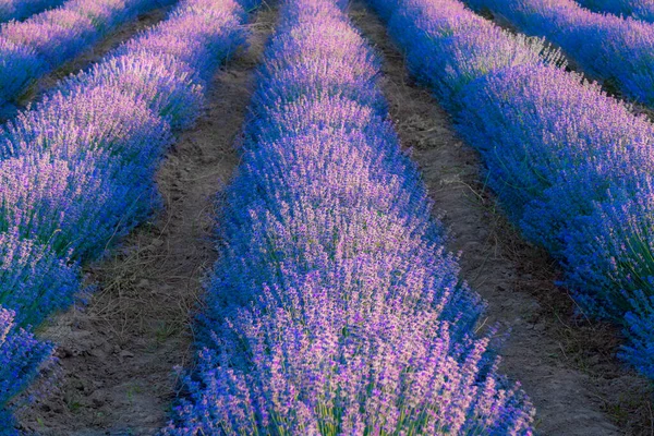 Campos Lavanda Pôr Sol — Fotografia de Stock