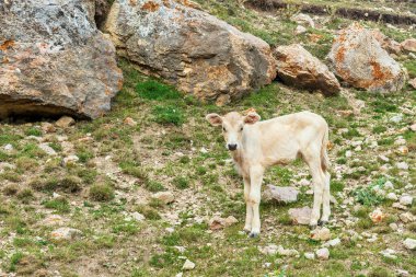 Buzağı kayalık bir dağ yamacında