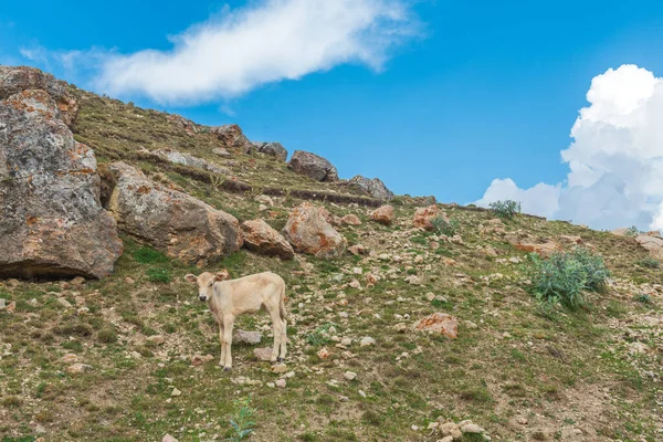 Ternera Una Ladera Rocosa Montaña —  Fotos de Stock