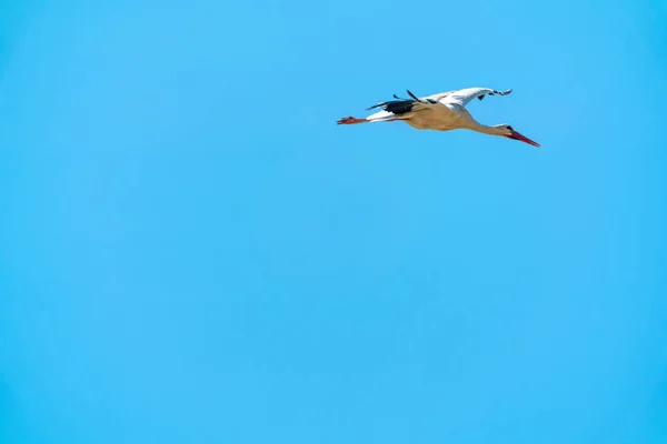 Crane Sky Hunting — Stock Photo, Image