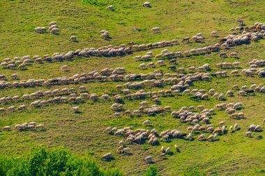 Dağ yamacında otlayan bir koyun sürüsü