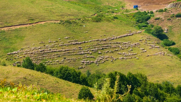 Una Manada Ovejas Pastando Una Ladera Montaña —  Fotos de Stock