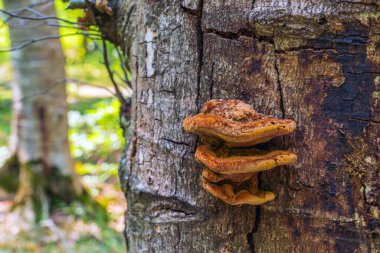 Ağaç gövdesinde mantar paraziti