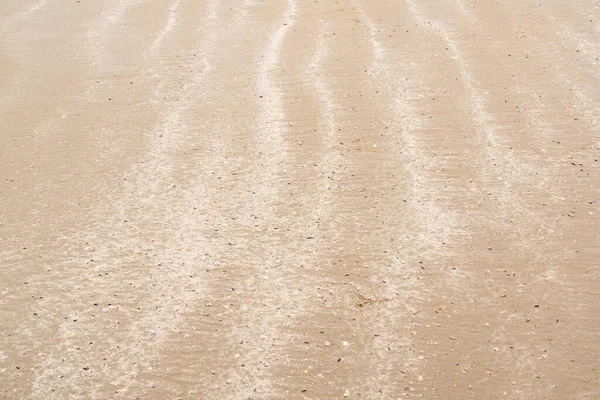 Orilla Arenosa Con Pequeñas Conchas Marinas —  Fotos de Stock
