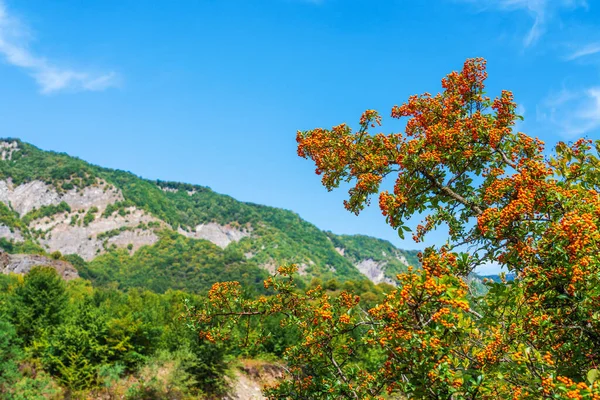 Mořský Trní Strom Lese — Stock fotografie