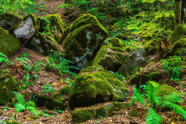 Boulders Begroeid Met Mos Het Bos — Stockfoto