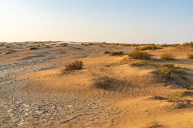 Çölde kum tepeleri ve seyrek bitki örtüsü