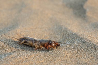 Kumun üzerindeki köstebek cırcırböceği