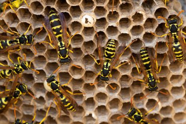 Yuvadaki eşekarıları