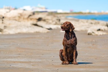 Güzel Vizsla köpeği doğada