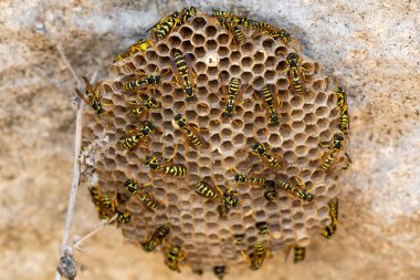 Yuvadaki eşekarıları