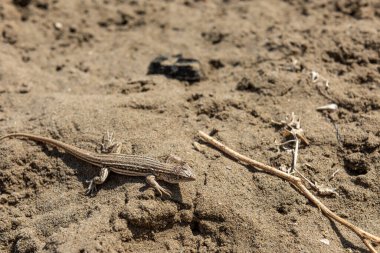 bir kum üzerinde küçük kertenkele