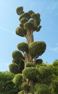 Meyve bahçesinde uzun zeytin ağacı