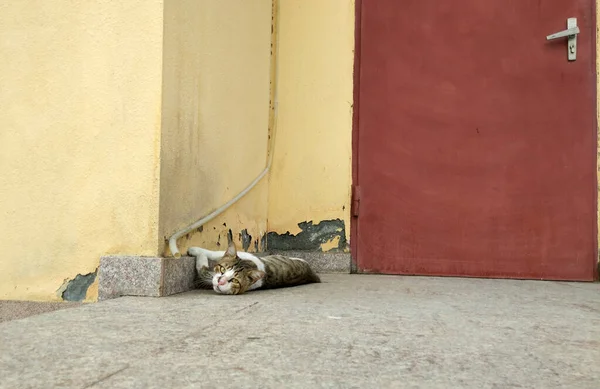 Бездомный Бродячий Кот Двери — стоковое фото