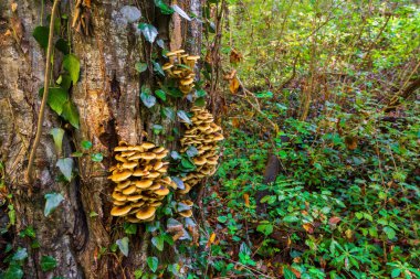 Yeşil ormandaki doğal ortamlarında bal mantarları büyük bir kolonideki eski ağaç parçalarında yetişir. Onlar yenilebilir mantarlar.