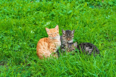 Bahçedeki yeşil çimlerin üzerinde üç sevimli kedi yavrusu.