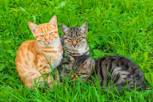 Bahçedeki yeşil çimlerin üzerinde üç sevimli kedi yavrusu.