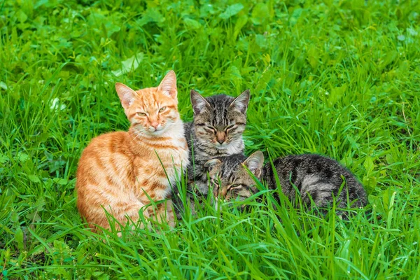Bahçedeki yeşil çimlerin üzerinde üç sevimli kedi yavrusu.