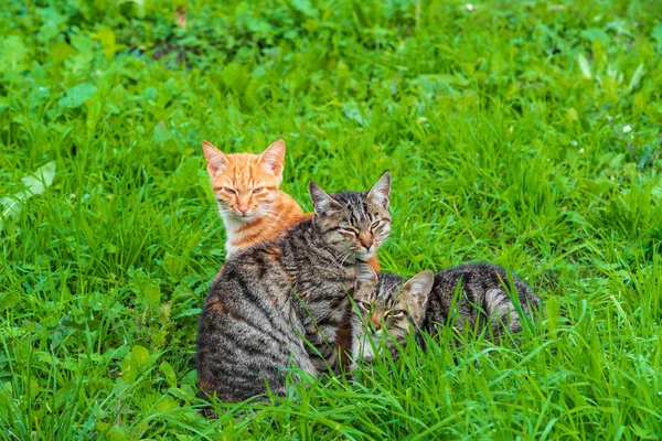 Bahçedeki yeşil çimlerin üzerinde üç sevimli kedi yavrusu.