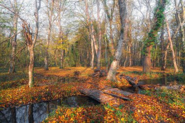 Sonbahar ormanında küçük bir nehrin üzerinde tahta bir köprü.
