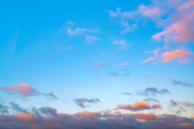 Akşam gökyüzünde uçan kuş sürüsü yumuşak günbatımı bulutları ve mavi arka planla