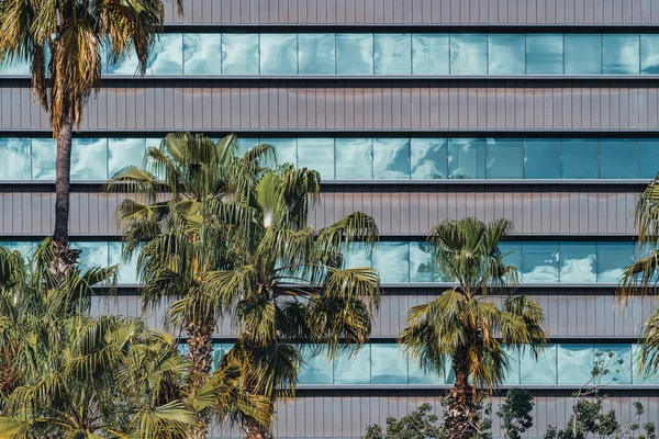 Пальмы Перед Застекленными Окнами Фасада Офисного Здания — стоковое фото