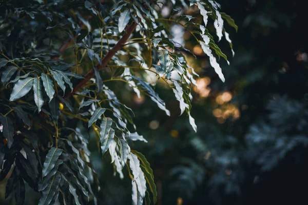 일반적으로 나무로 알려져 있는에케 베르지아 — 스톡 사진