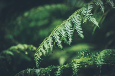 Bir eğrelti otunun yeşil yapraklarına yakın çekim