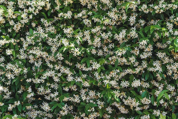 Weiße Blüten Zwischen Grünen Blättern Von Trachelospermum Jasminoides Allgemein Bekannt — Stockfoto