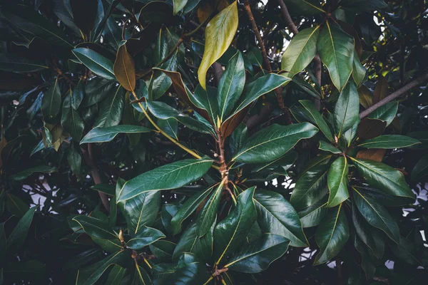 Hojas Verdes Ramas Árbol Magnolia — Foto de Stock